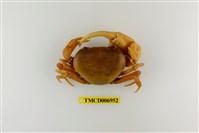 藏品(黃灰澤蟹)的圖片
